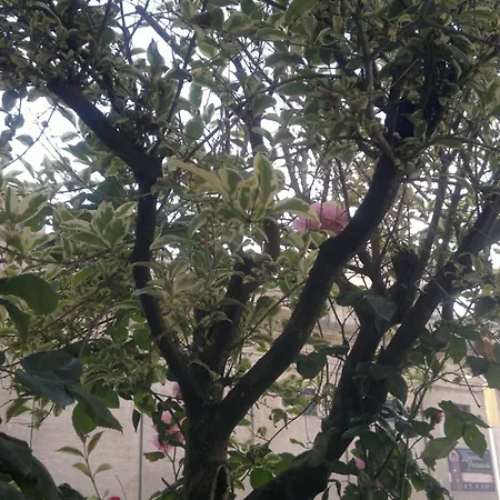 Porziuncola サンタ・マリア・デッリ・アンジェリ